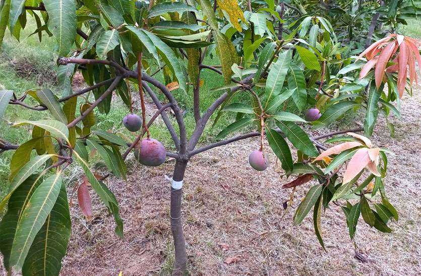 mango1.jpg