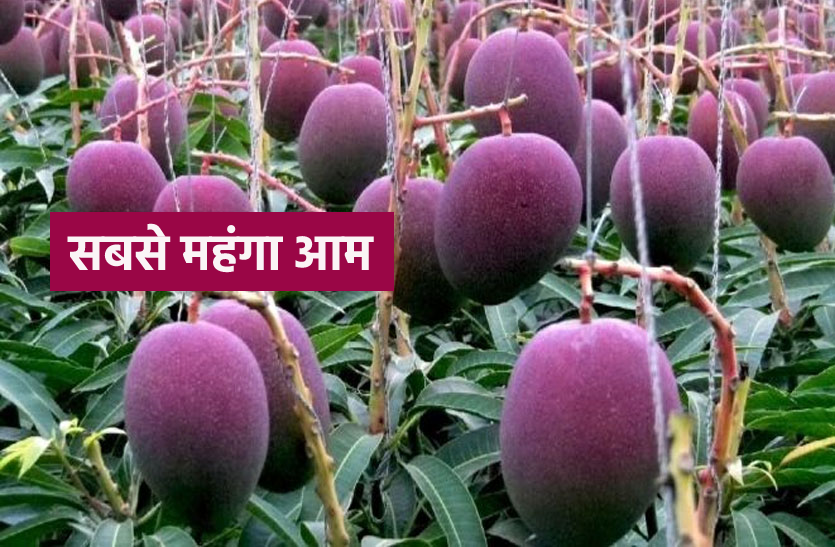 mango.png दुनिया का सबसे महंगा आम, 21 हजार का एक आम, नाम है 'ताईयो नो तमागो'