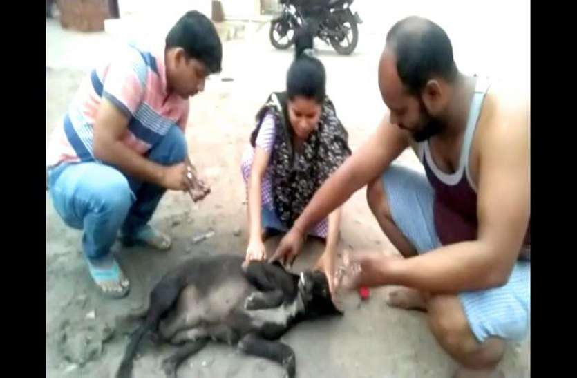 कारोना काल में घर से निकाले गए डॉग्स का सहारा बनी ग्वालियर की नम्रता, स्ट्रीट डॉग को भी भूखा ना सोने दिया कारोना काल में घर से निकाले गए डॉग्स का सहारा बनी ग्वालियर की नम्रता, स्ट्रीट डॉग को भी भूखा ना सोने दिया