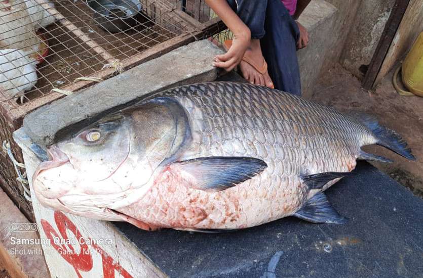 Huge fish