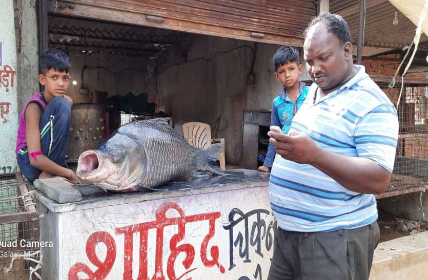 Huge fish in dam यहां के डेम से निकली इतनी बड़ी मछली कि देखकर हैरान रह गए लोग, फिर कही ये बात