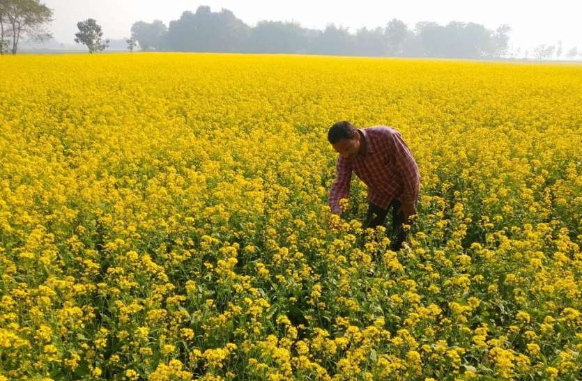 किसानों का तिलहन फसलों की ओर बढ़ रहा रुझान, सरसो में बंपर तेजी किसानों का तिलहन फसलों की ओर बढ़ रहा रुझान, सरसो में बंपर तेजी