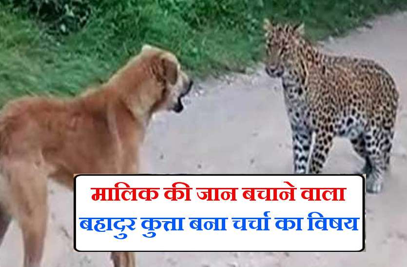 pet-dog-and-guldar-fight.jpg जानिये, क्या हुआ जब अपने मालिक की जान बचाने के लिए खूंखार गुलदार से भिड़ गया पालतू कुत्ता
