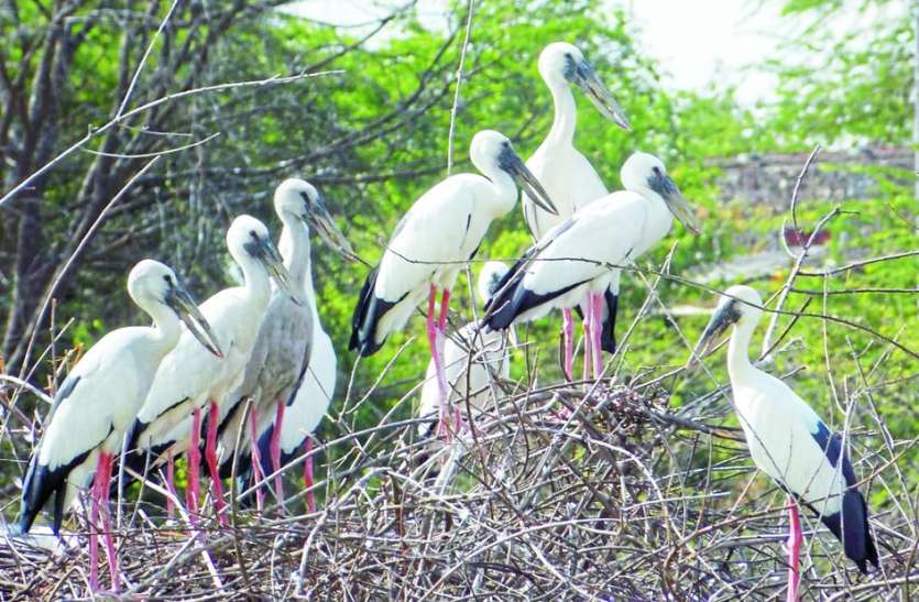 chirping of migratory birds प्रवासी पक्षियों की चहचहाहट से गूंज