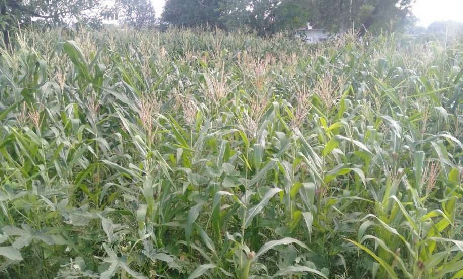 corn second major crop after paddy in Singrauli, still no attention