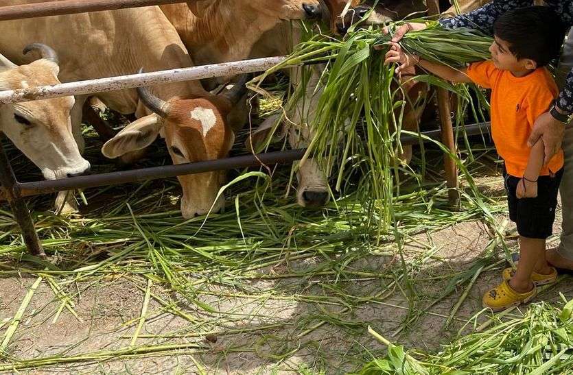 गाय को ओढाई साड़ी, खिलाया चारा गाय को ओढाई साड़ी, खिलाया चारा