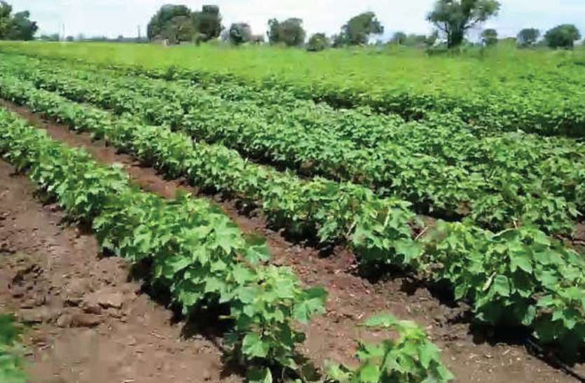 किसान अड़े तो हुकूमत को समझ में आई बीमा कंपनियों की पैंतरेबाजी किसान अड़े तो हुकूमत को समझ में आई बीमा कंपनियों की पैंतरेबाजी