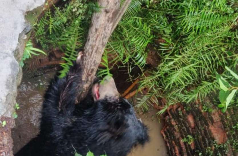 First broke the ladder, then the bear himself came out of the well with the help of rope and wood. पहले सीढ़ी तोड़ी फिर खुद रस्सी और लकड़ी के सहारे कुएं से बाहर आया भालू