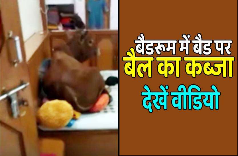 bedroom_bull.jpg बैडरूम पर बैलराजा का कब्जा, पलंग पर घंटों तक फरमाया आराम, देखें वीडियो