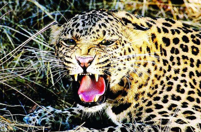leopard.jpg ग्रामीण इलाकों में तेंदुए का आतंक