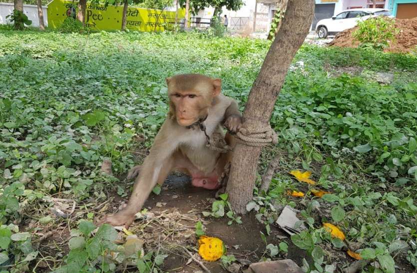 monkey.jpg बंदरों को बंधक बनाने वालों पर होगी कार्रवाई