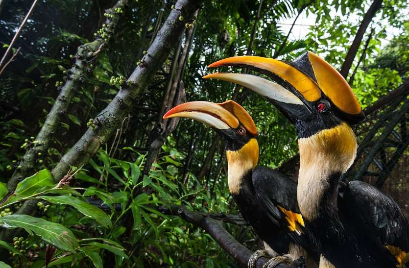 BIRDS : जानिए, कितने परिंदे हैं धरती पर BIRDS : जानिए, कितने परिंदे हैं धरती पर