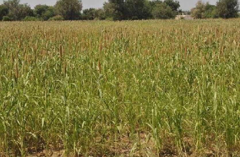 बाजरा के साथ मूंग-मोठ की बम्पर बुवाई को तैयार थार बाजरा के साथ मूंग-मोठ की बम्पर बुवाई को तैयार थार