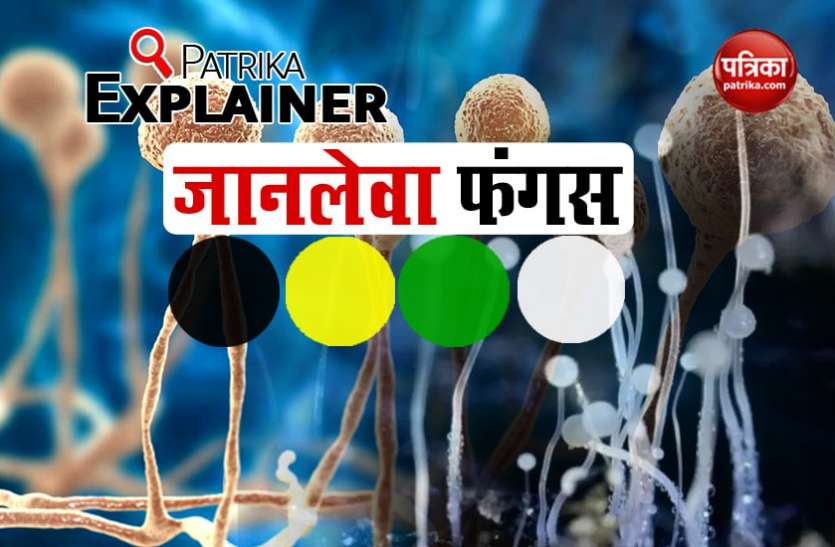 Patrika Explainer: Everything about Green Fungus, Black Fungus, White Fungus and Yellow Fungus Patrika Explainer: ब्लैक फंगस से लेकर ग्रीन फंगस तक हर छोटी से बड़ी बात