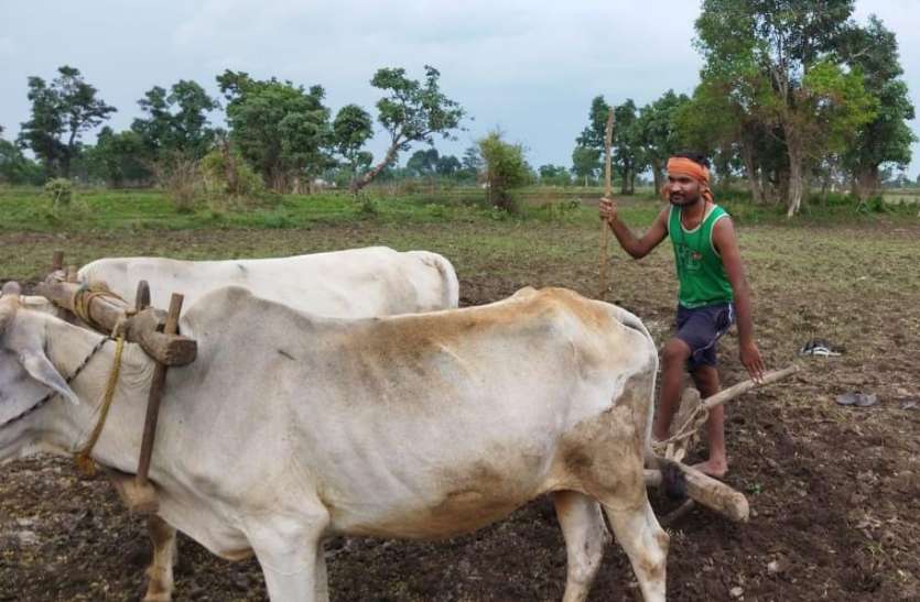 खेतों में पसीना बहा रहे किसान खेतों में पसीना बहा रहे किसान