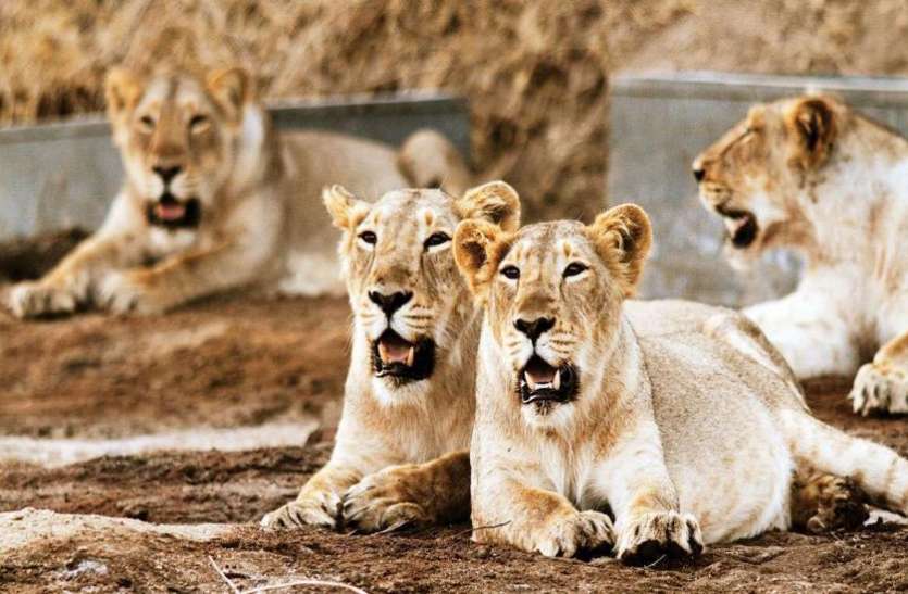 lion_covid.jpg कोरोना के डेल्टा वेरिएंट ने बढ़ाई चिंता, चेन्नई के जूलॉजिकल पॉर्क में चार शेर पाए गए पॉजिटिव