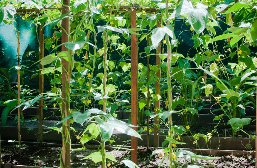 medicinal plants distribution Health: घरों में लगाएं मेडिसनल प्लांट, जुलाई में बांटेगा वन विभाग