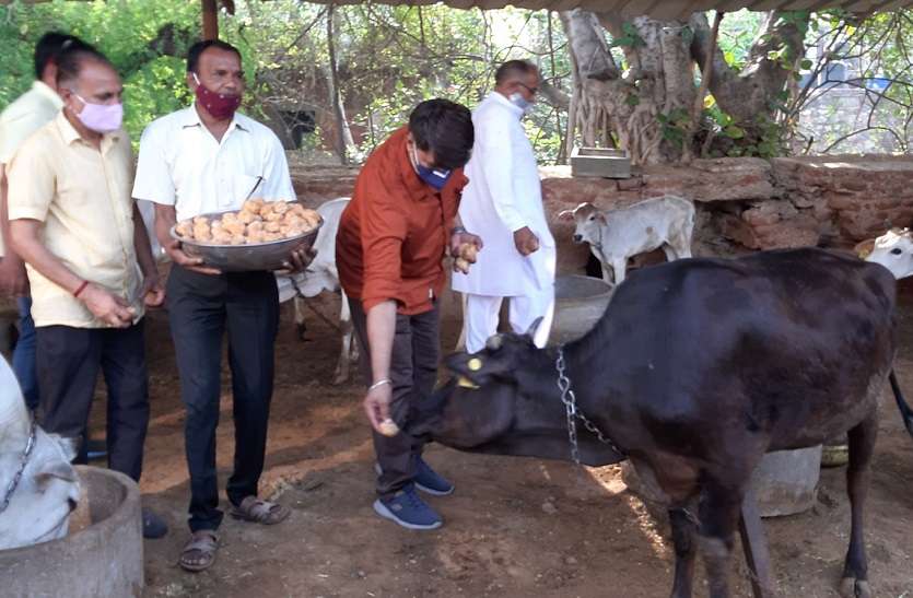 BJP MLA Ramlal Sharma dedicates birthday for Cow service BJP MLA Ramlal Sharma : ‘ना केक- ना मिठाई- ना साफा', गौसेवा को समर्पित किया जन्मदिन