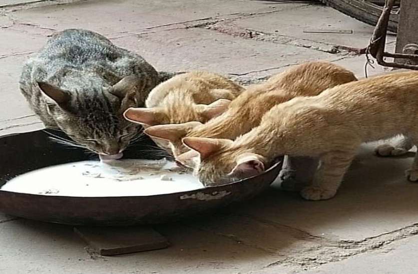 कोरोना लॉक डाउन में घरेलू बिल्लियों की आई शामत कोरोना लॉक डाउन में घरेलू बिल्लियों की आई शामत
