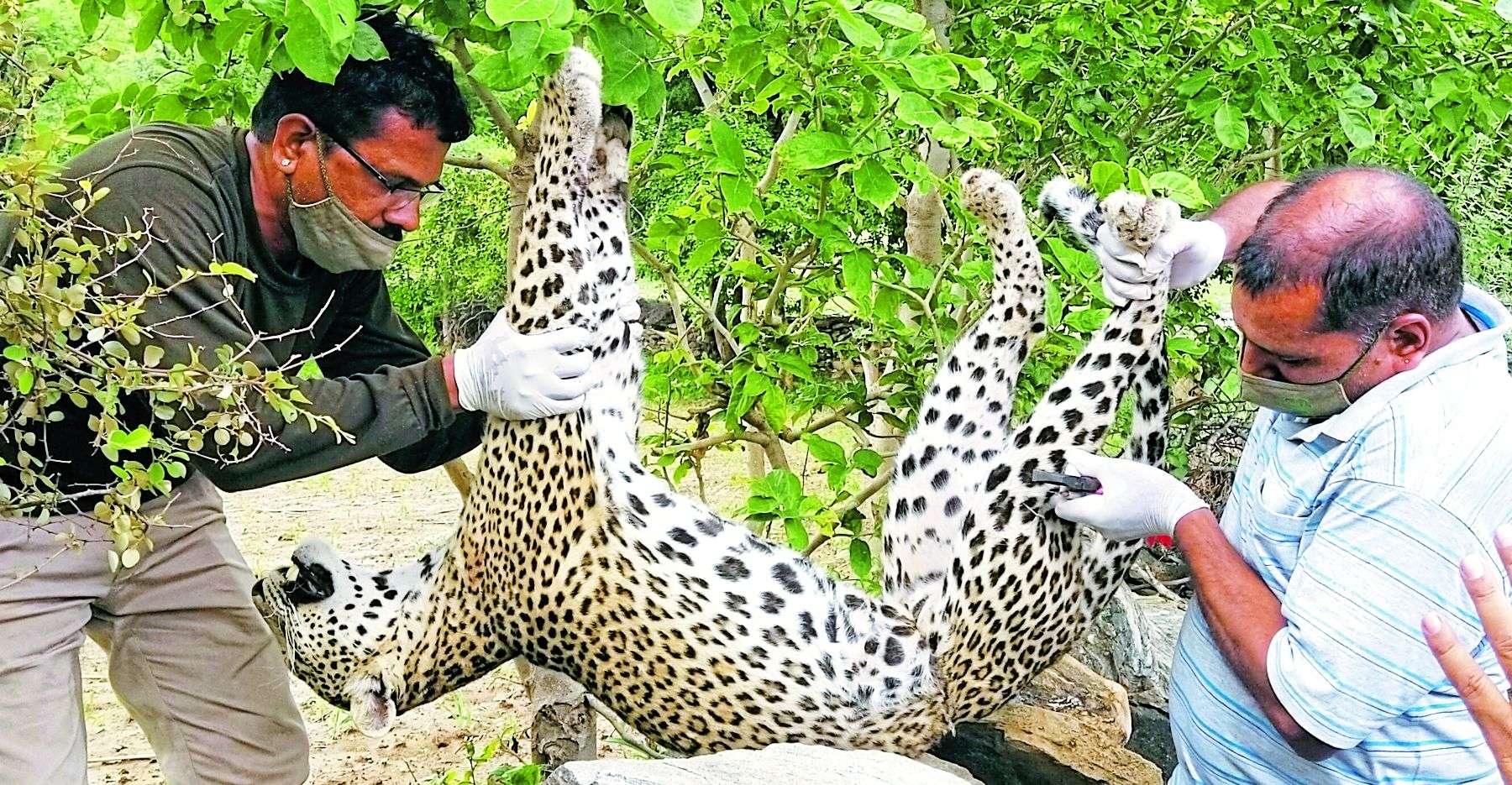 त र म फ स प थर घ ट छटपट य और गव ई ज न म व ड क रण