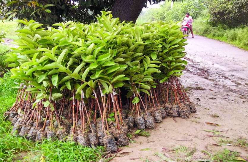 अमलतास ह आहार अउ औसधि हे अमलतास ह आहार अउ औसधि हे