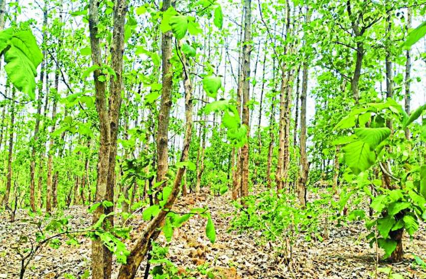 chhindwara Smuggling: 25 वर्षों तक पाला पोसा, अब तस्करों का बन रहे निशाना