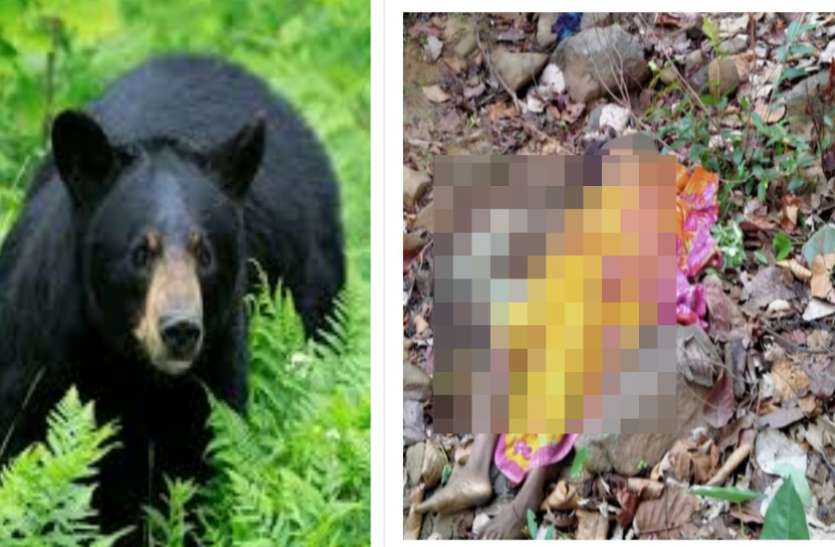 Bear attack जान बचाने पेड़ पर चढ़ गई महिला लेकिन भालुओं ने खींचकर नीचे उतारा और मार डाला