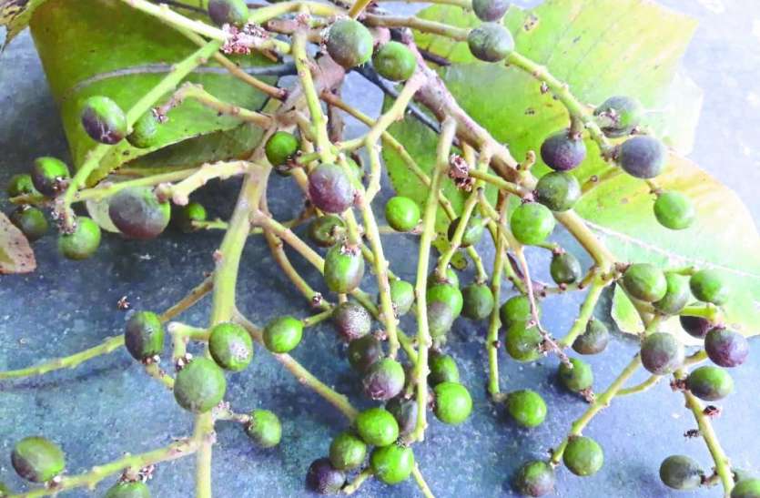chirongi.jpg लघु वनोपज पर बिचौलियों का कब्जा