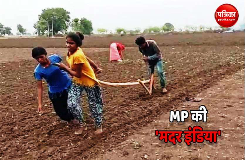 sehore_mother_india.jpg MP की 'मदर इंडिया': भाई ने चलाया हल बहनों को बनना पड़ा बैल