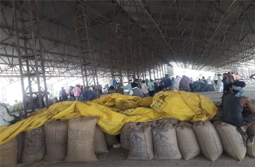 There will be no auction in Mandi from Thursday नया आदेश मानने तैयार नहीं व्यापारी, गुुरुवार से मंडी में नहीं होगी नीलामी