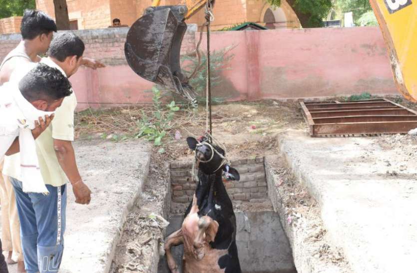 बड़े हादसा का इंतजार कर रहा निगम, नाले में फिर गिरा गोधा बड़े हादसा का इंतजार कर रहा निगम, नाले में फिर गिरा गोधा