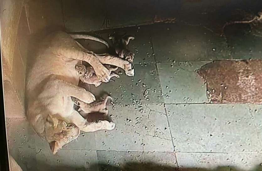सक्करबाग चिडिय़ाघर में शेरनी ने चार शावकों को दिया जन्म सक्करबाग चिडिय़ाघर में शेरनी ने चार शावकों को दिया जन्म