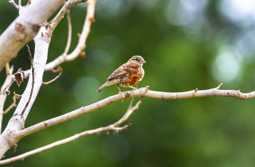 erythrism_sparrow.jpg उदयपुर के जंगलों में स्लॉथ बीयर के होने की पुष्टि होने के बाद अब नजर आई दुर्लभ्र एरिथ्रिज्म मादा गौरेया