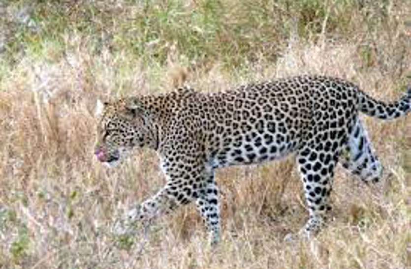 leopard attack जंगल में मवेशियों को चरा रहे थे ग्रामीण, अचानक आ धमका तेंदुआ और एक को मार डाला