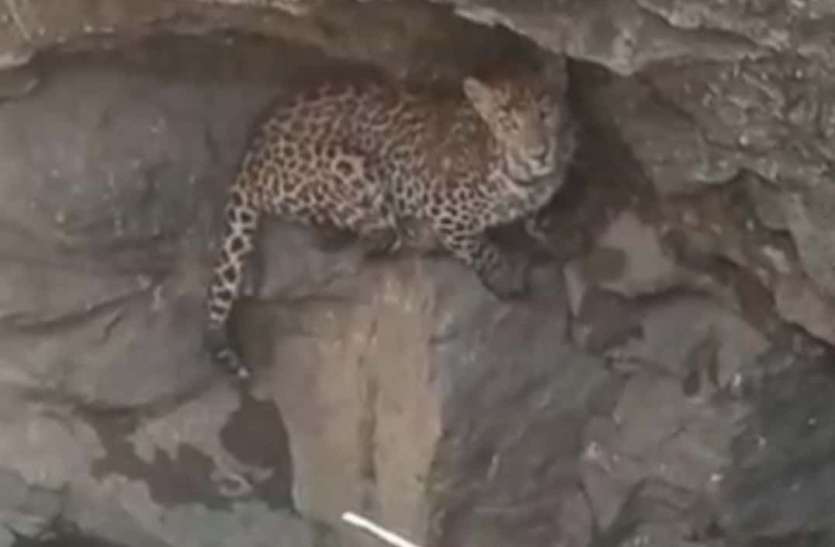 Panthers have built rocks in bhilwara पैंथरों ने चट्टानों को बना रखा है ठिकाना