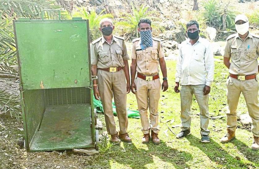 Panther knocked again at night आदमखोर पैंथर ने रात को फिर दी दस्तक