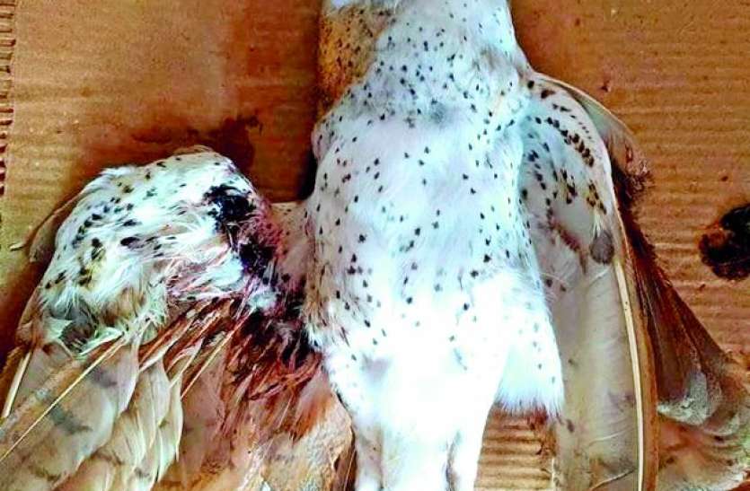 उल्लू की मौत पर पर्दा डाल रहा वन विभाग उल्लू की मौत पर पर्दा डाल रहा वन विभाग