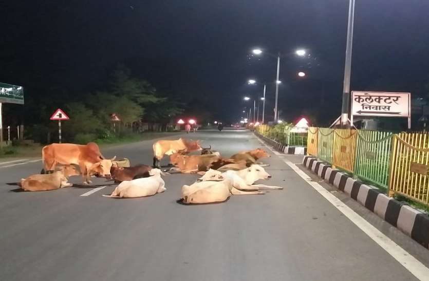 बलौदाबाजार का मुख्य मार्ग बना मवेशियों का ठिकाना, यातायात प्रभावित, दुर्घटना की बढ़ी आशंका