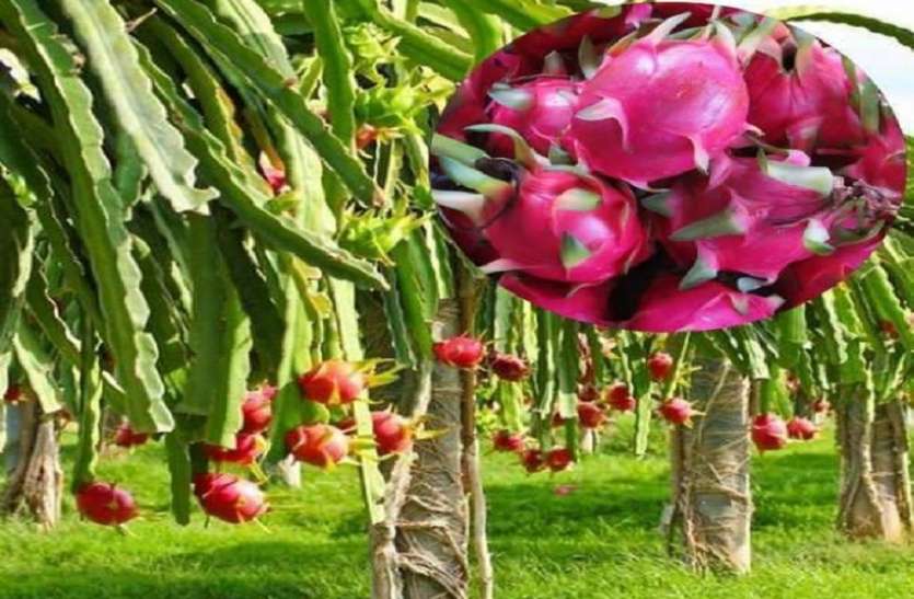 Dubai Loves Pink White Dragon Fruit 100 Kg Export For The First Time द बई क भ य ग ल ब सफ द ड र गन फ र ट पहल ब र 100 क ल न र य त Patrika News