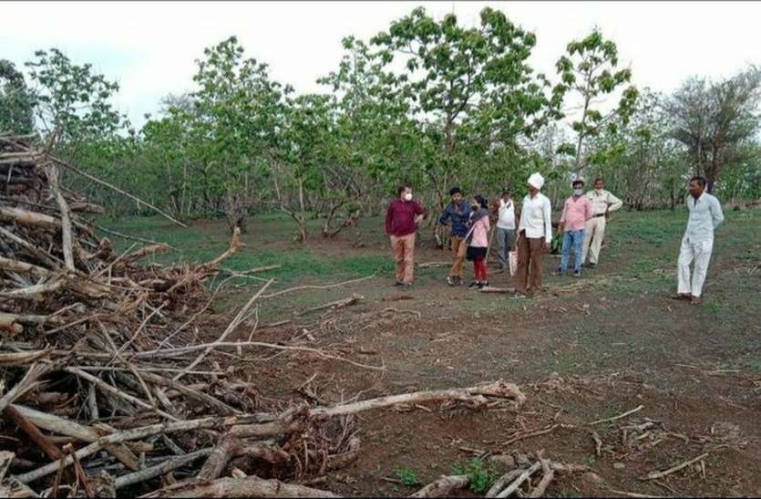 ,Forest land Three hundred teak trees uprooted वन विभाग लकडी के टालों की ऑन लाइन करेगा नीलामी