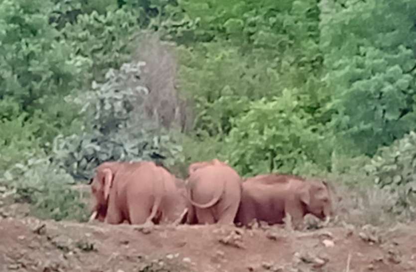 Elephants camped on the border of Chhattisgarh-MP, monitoring of the d छत्तीसगढ-मप्र की सीमा पर हाथियों ने जमाया डेरा, आधा दर्जन गांवों पर विभाग की निगरानी