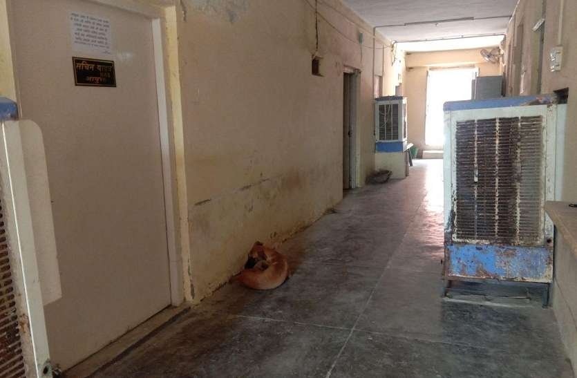 गलफांस बने आवारा श्वान: लगातार बढ़ रही संख्या, हर साल बीस हजार लोग डॉग्स बाइट के शिकार गलफांस बने आवारा श्वान: लगातार बढ़ रही संख्या, हर साल बीस हजार लोग डॉग्स बाइट के शिकार