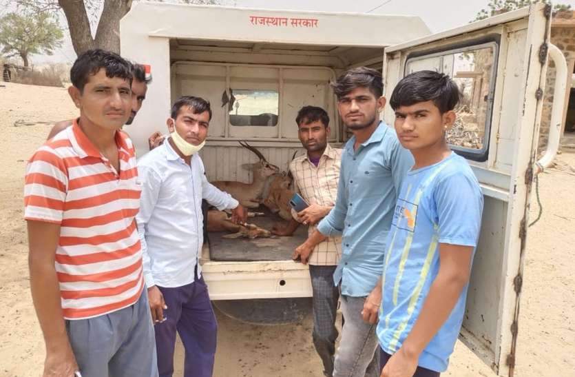 तीन चिंकारा बचा वन विभाग को सुपुर्द तीन चिंकारा बचा वन विभाग को सुपुर्द