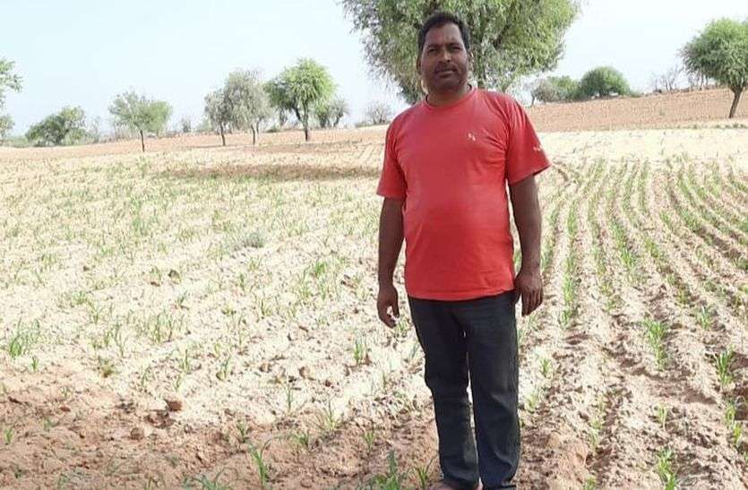 किसानों को बारिश की आस, वरना हो सकता है नुकसान किसानों को बारिश की आस, वरना हो सकता है नुकसान