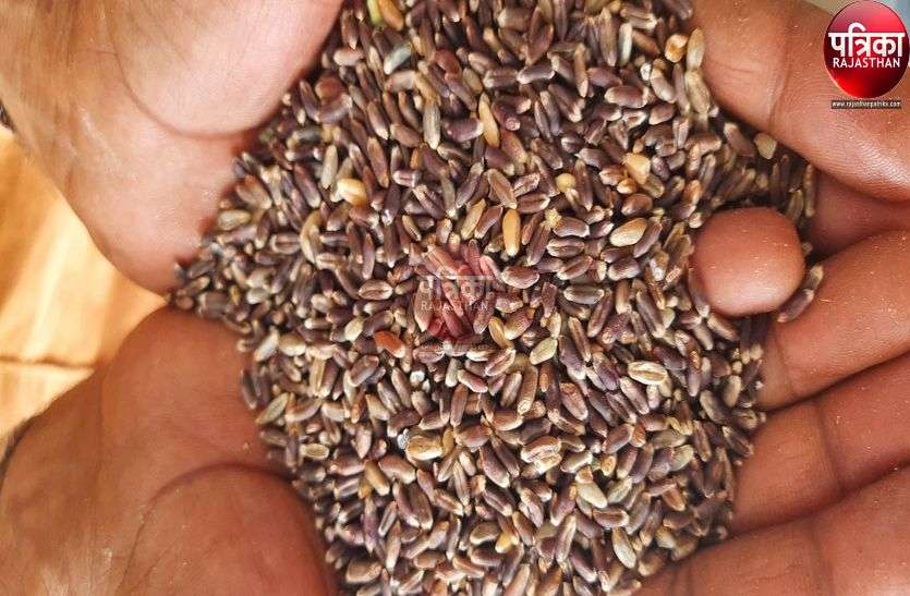 तकनीक का कमाल : युवा किसान ने काले गेंहू की खेती कर कमाए लाखों तकनीक का कमाल : युवा किसान ने काले गेंहू की खेती कर कमाए लाखों