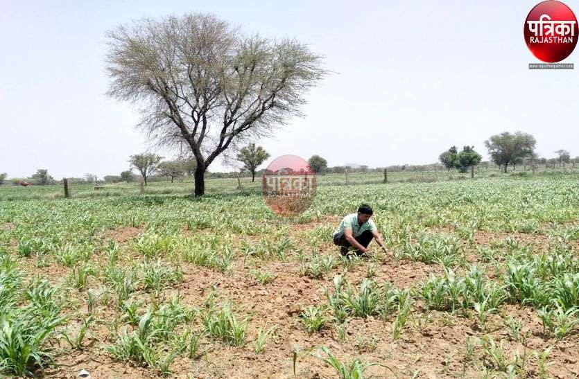 झुलसने लगी खरीफ की फसलें, अब अन्नदाता को इन्द्रदेव से आस झुलसने लगी खरीफ की फसलें, अब अन्नदाता को इन्द्रदेव से आस