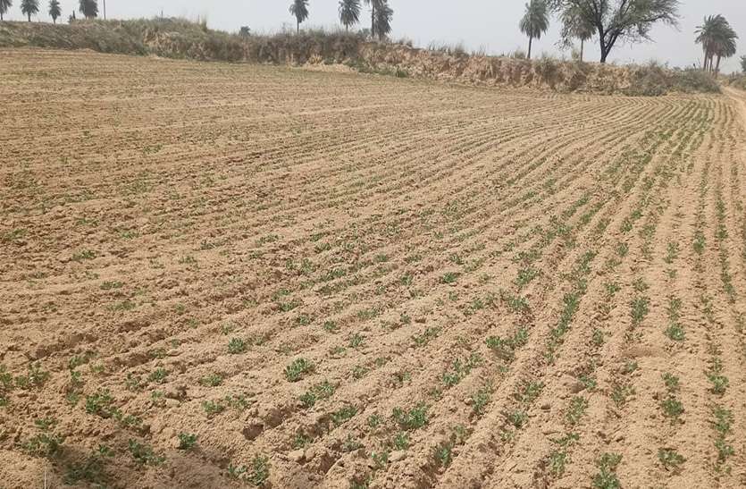 किसान परेशान , बढ़ते तापमान से झुलसने लगी मूंगफली की फसल किसान परेशान , बढ़ते तापमान से झुलसने लगी मूंगफली की फसल