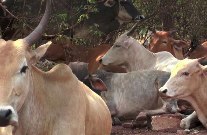 Animal Husbandry Medicine Relief Society will rejuvenate veterinary hospitals पशु चिकित्सालयों का कायाकल्प करेगी पशुपालन चिकित्सा रिलीफ सोसायटी