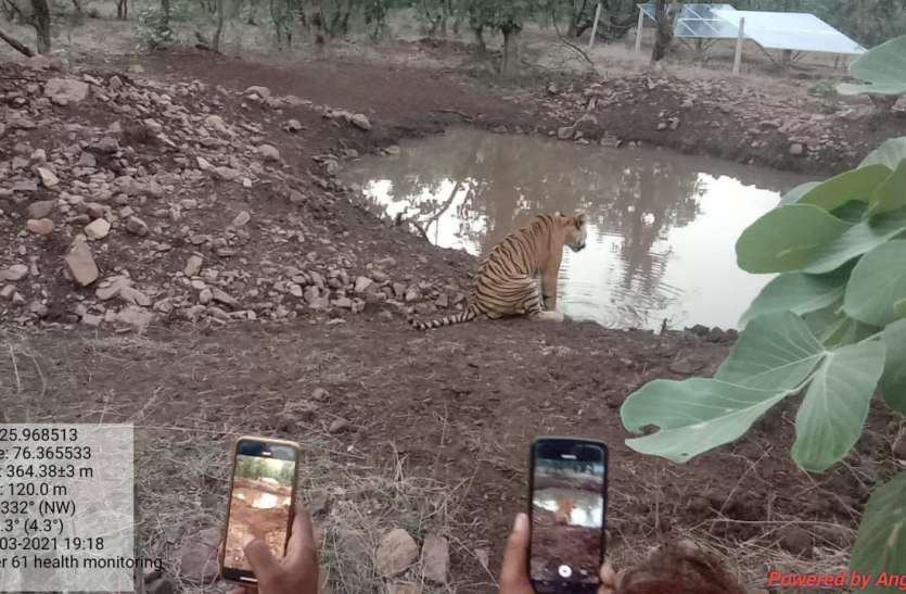 रणथम्भौर: बाघिन टी-61 घायल, लंगड़ाकर चल रही बाघिन रणथम्भौर: बाघिन टी-61 घायल, लंगड़ाकर चल रही बाघिन