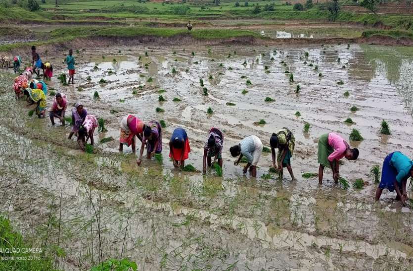 Planting paddy in field एसडीएम दफ्तर घेरा, समिति में ताला भी जड़ा लेकिन.., अब बिना खाद ही रोपा लगा रहे किसान